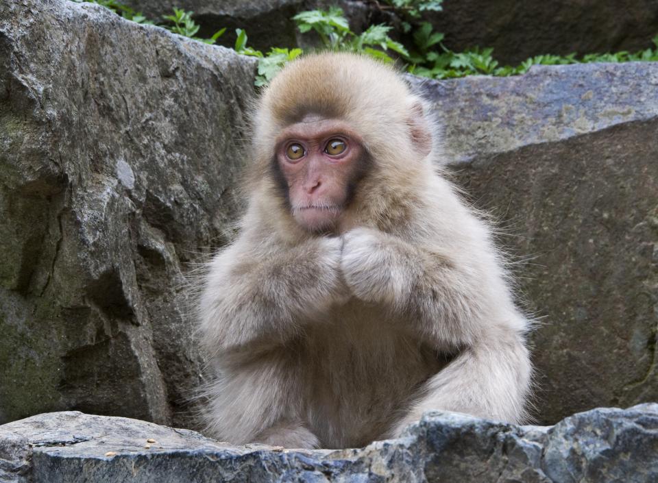 Snow Monkey Juvenile | Shutterbug